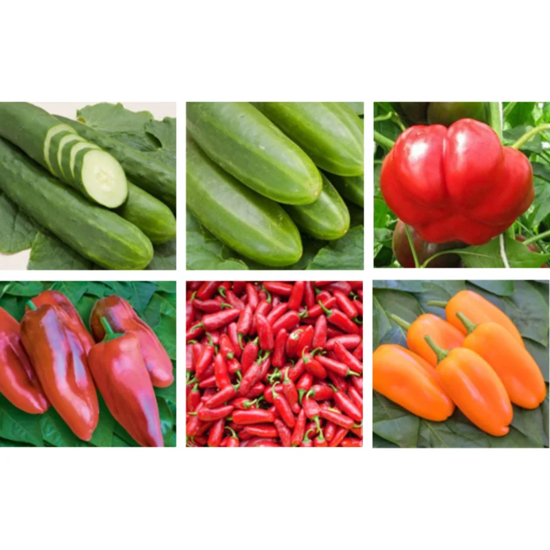 Jungpflanzen-Set Bio-Gurken-Paprika
