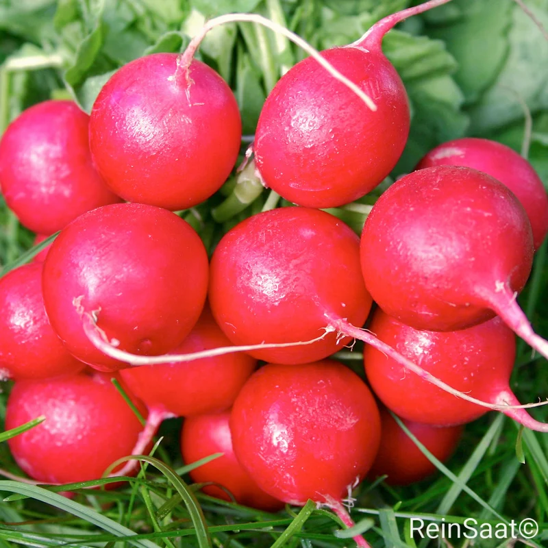 Radies 'Cherry Belle'