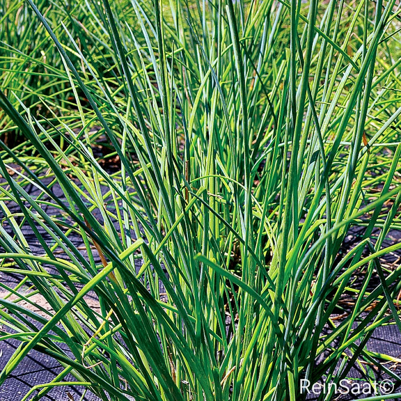 Schnittlauch 'Broad Leaf'