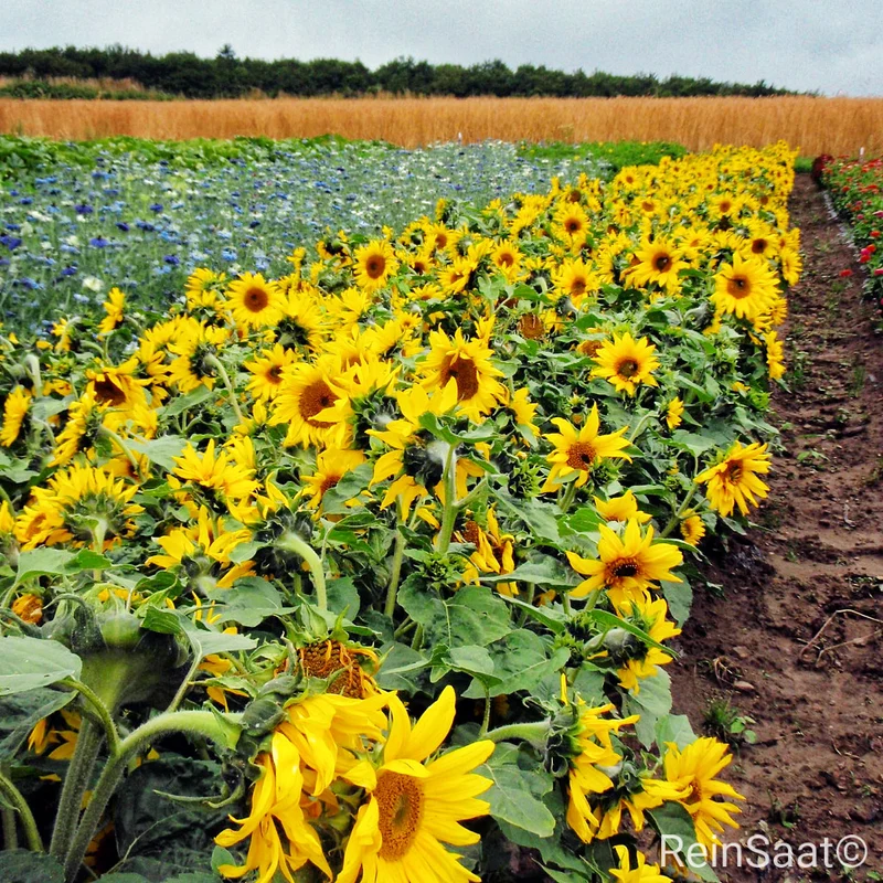Sonnenblume 'Paccino'