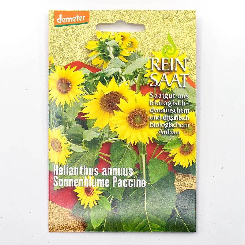 Sonnenblume 'Paccino'