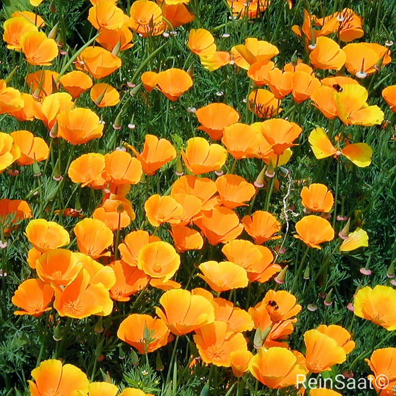 Kalifornischer Mohn Goldmohn