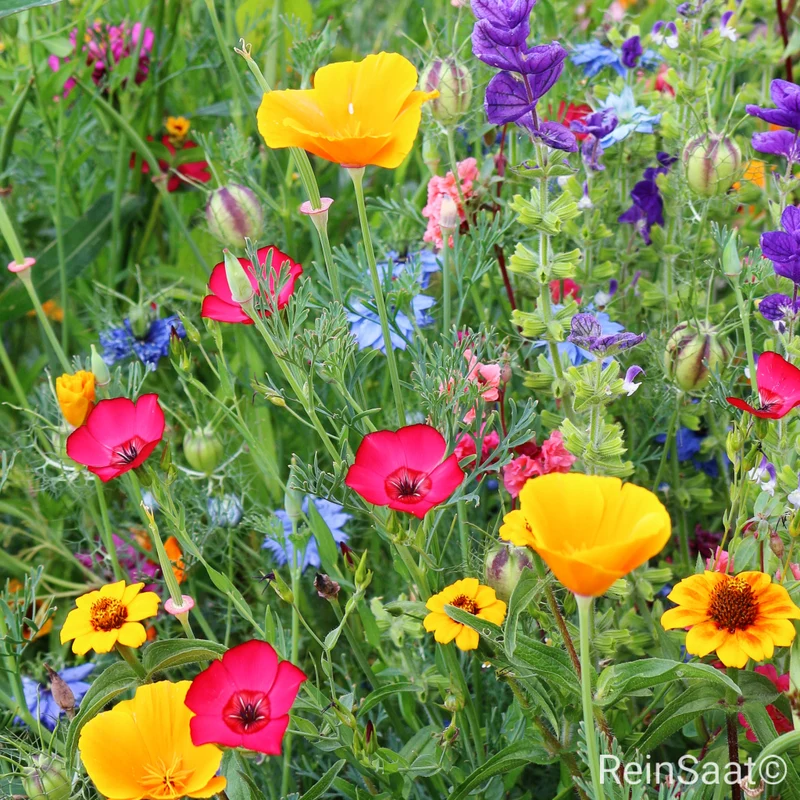 Blumenmischung Feenwiese