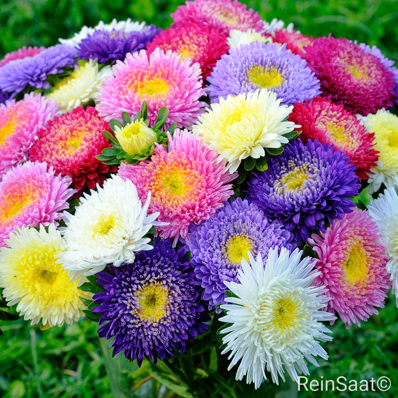 Sommeraster Prinova-Mischung