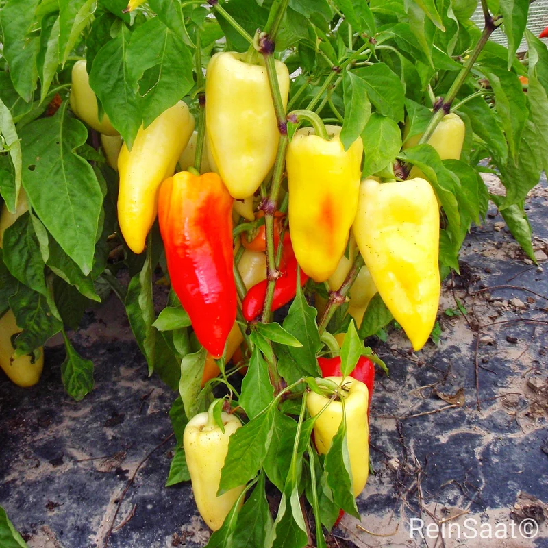 Freilandpaprika 'Ferenc Tender'