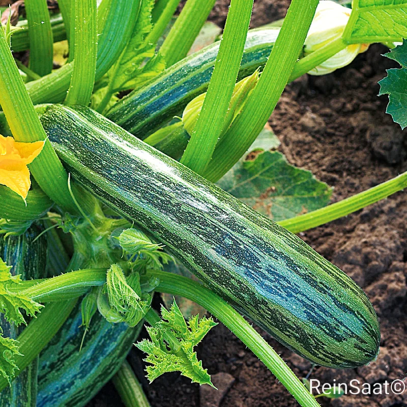 Zucchini 'Cocozelle von Tripolis'