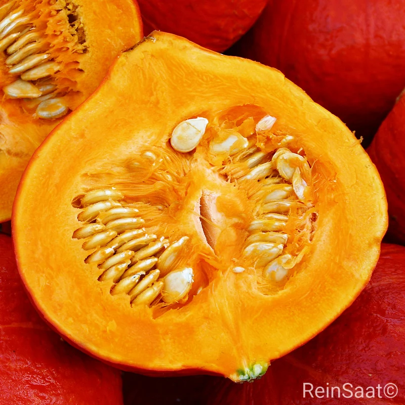 Hokkaido-Kürbis 'Solor'