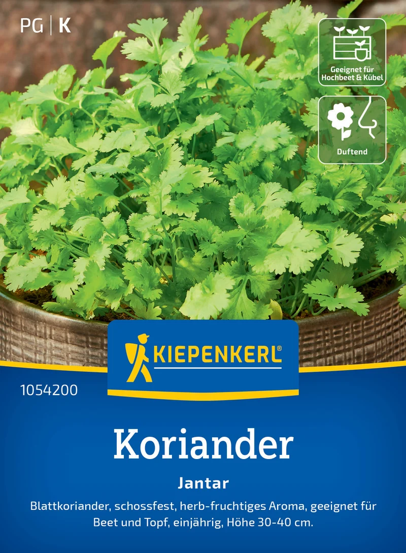 Koriandersamen Jantar