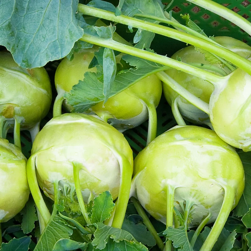 Kohlrabi 'Noriko'