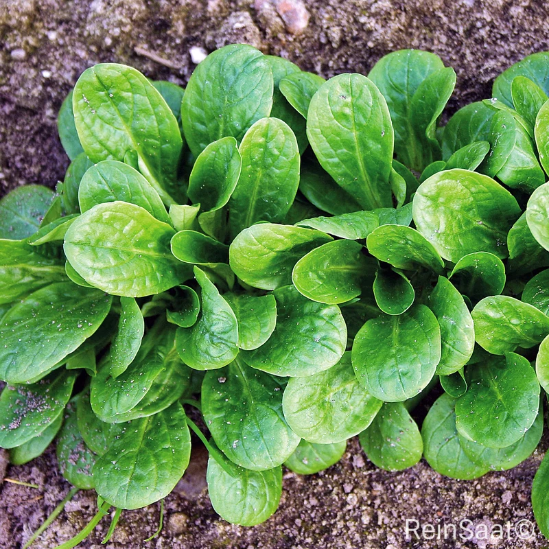 Feldsalat 'Vit'