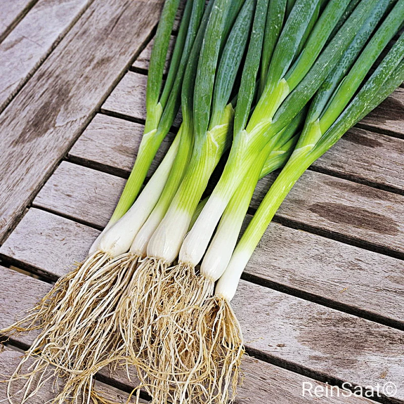 Lauchzwiebel 'Ishikura Long White'