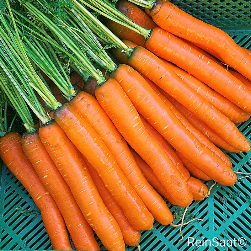 Möhre 'Rodelika'