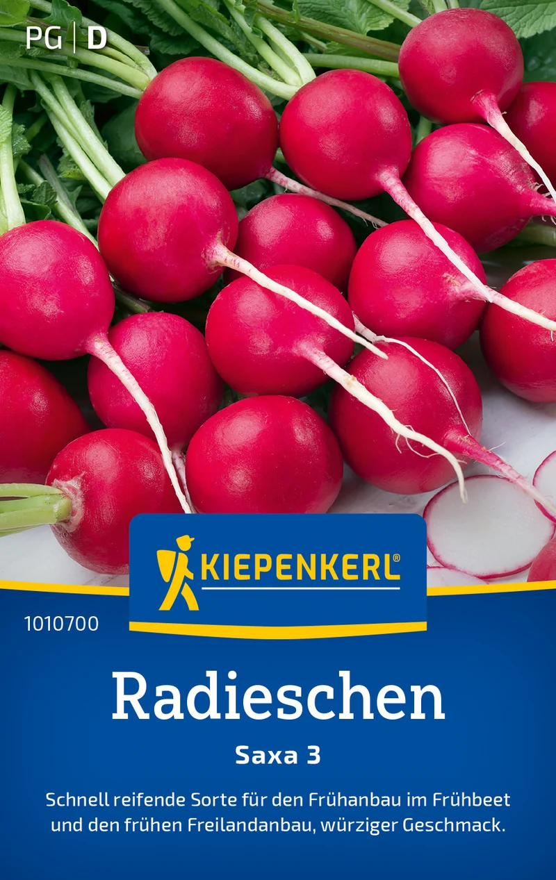 Radieschensamen Saxa 3