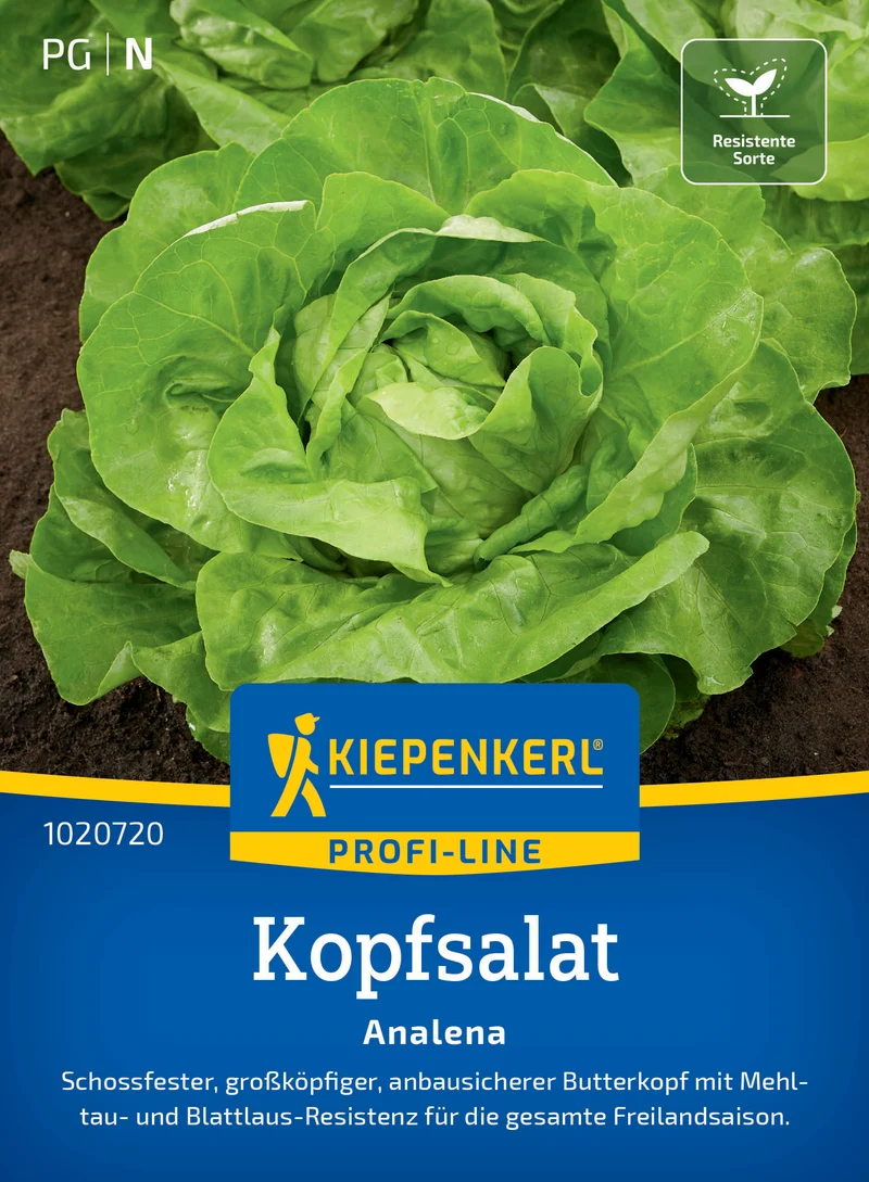 Kopfsalatsamen Analena