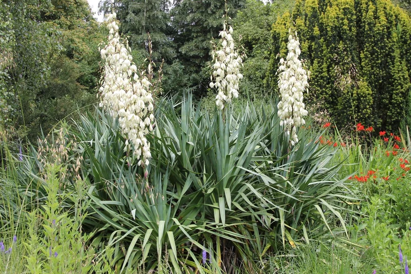 Yucca filamentosa (Palmlilie)