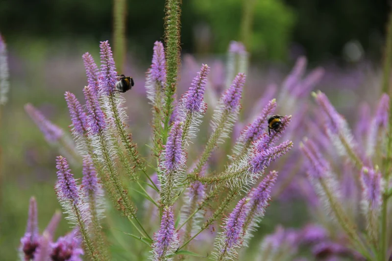 Veronicastrum virginicum 'Fascination' (Kandelaberehrenpreis)