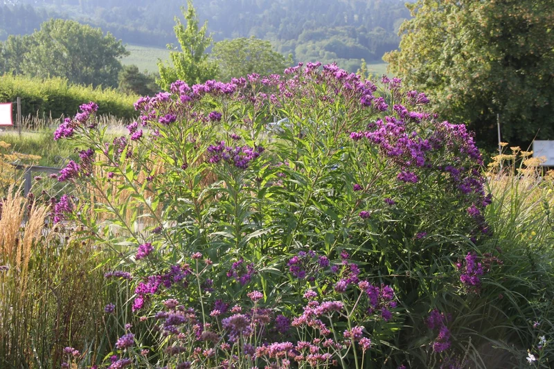 Vernonia crinita (Vernonie | Scheinaster)