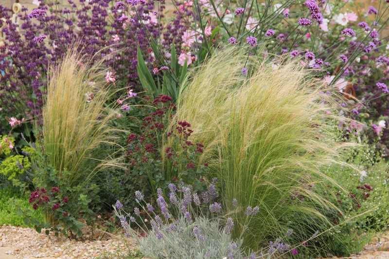 Stipa tenuissima (Mädchenhaargras | Federgras)
