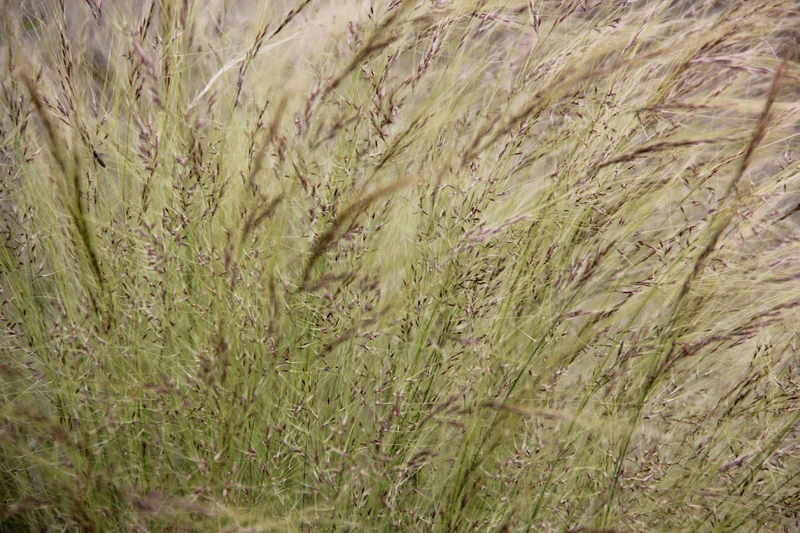 Stipa tenuissima (Mädchenhaargras | Federgras)