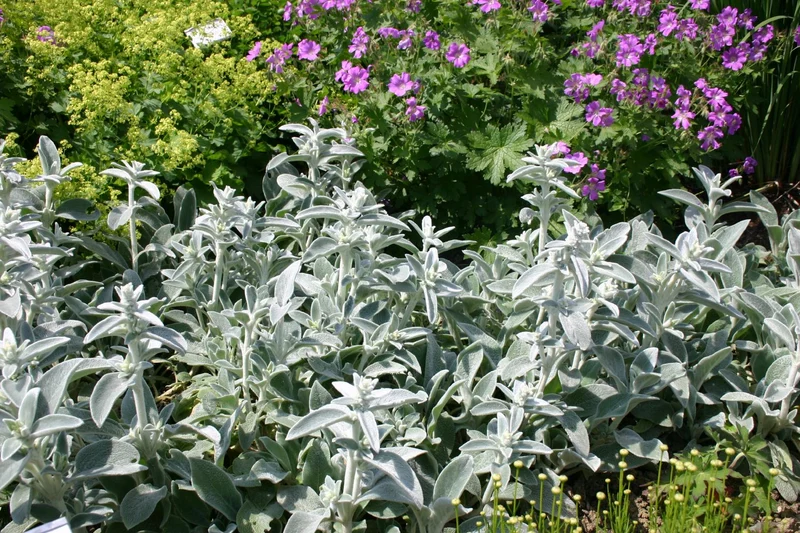 Stachys byzantina 'Silver Carpet' (Wollziest)