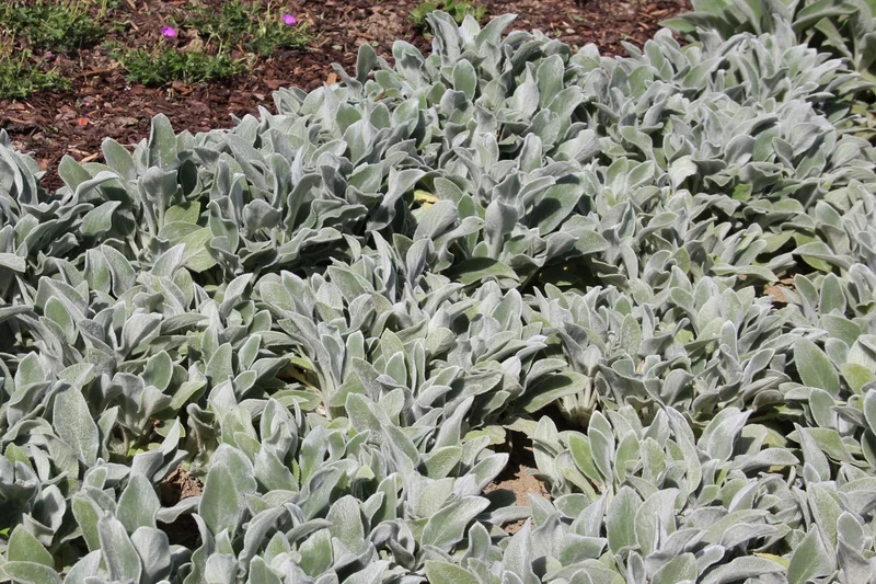 Stachys byzantina 'Silver Carpet' (Wollziest)