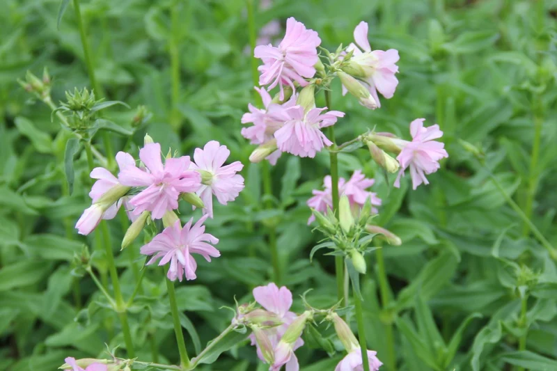 Saponaria officinalis 'Rosea Plena' (Gefülltblühendes Seifenkraut)