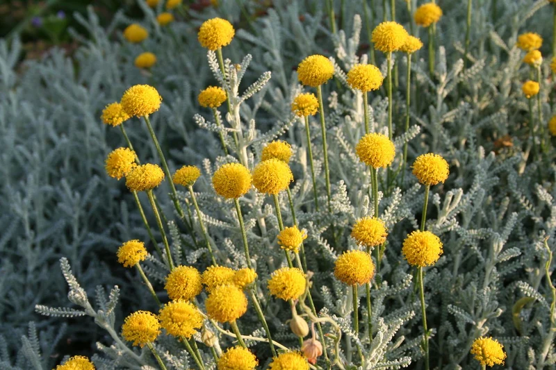 Santolina chamaecyparissus (Silbrigblättriges Heiligenkraut)