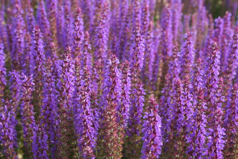 Salvia nemorosa 'Ostfriesland' (Ziersalbei)