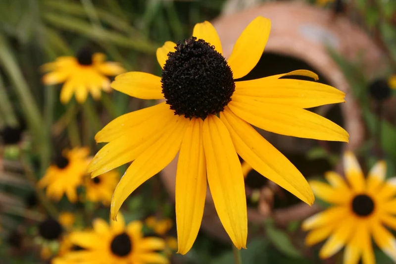 Rudbeckia fulgida var. sullivantii 'Goldsturm' (Leuchtender Sonnenhut)