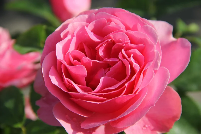 Rose 'Leonardo da Vinci' (Beetrose)