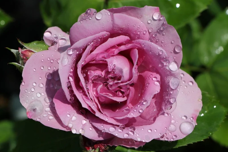 Rose 'Lavender Ice' (Zwergrose | Patiorose)