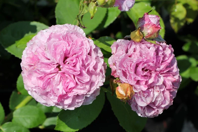 Rose 'Lavender Ice' (Zwergrose | Patiorose)