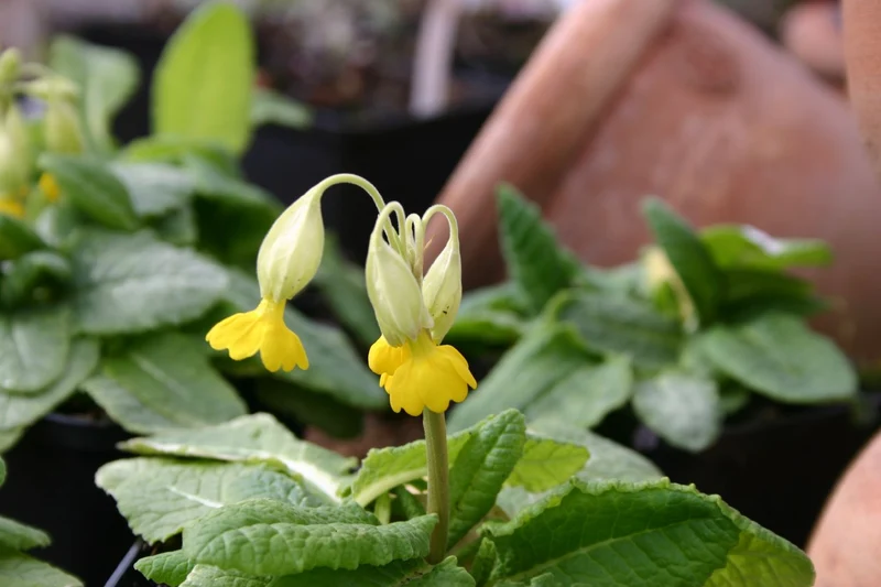 Primula veris (Echte Schlüsselblume)