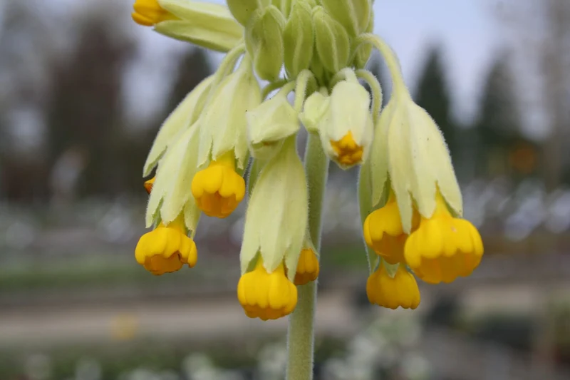 Primula veris (Echte Schlüsselblume)