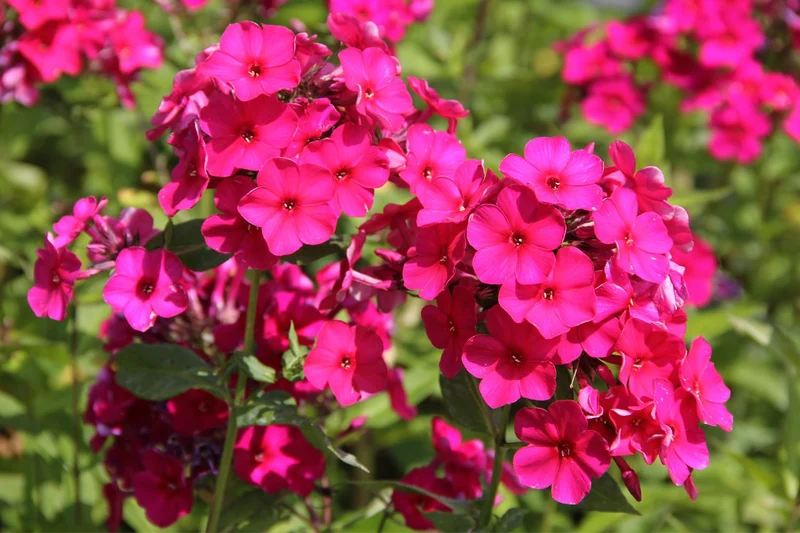 Phlox paniculata 'Kirchenfürst' (Hohe Flammenblume)