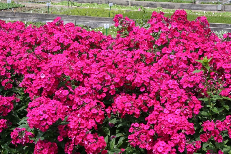 Phlox paniculata 'Kirchenfürst' (Hohe Flammenblume)