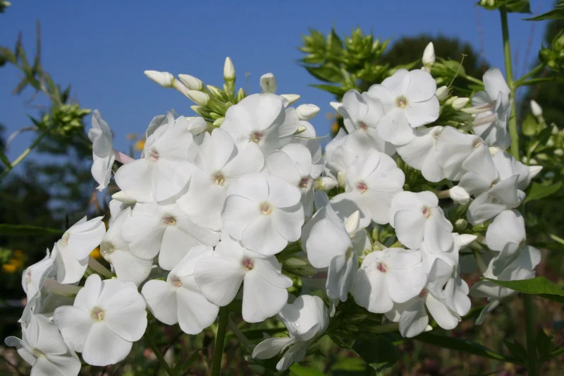 Phlox paniculata 'David' (Flammenblume)