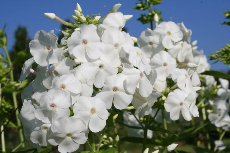 Phlox paniculata 'David' (Flammenblume)