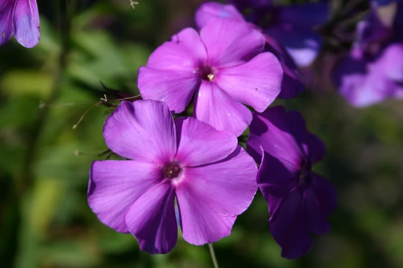 Phlox paniculata 'Blue Paradise' (Flammenblume)