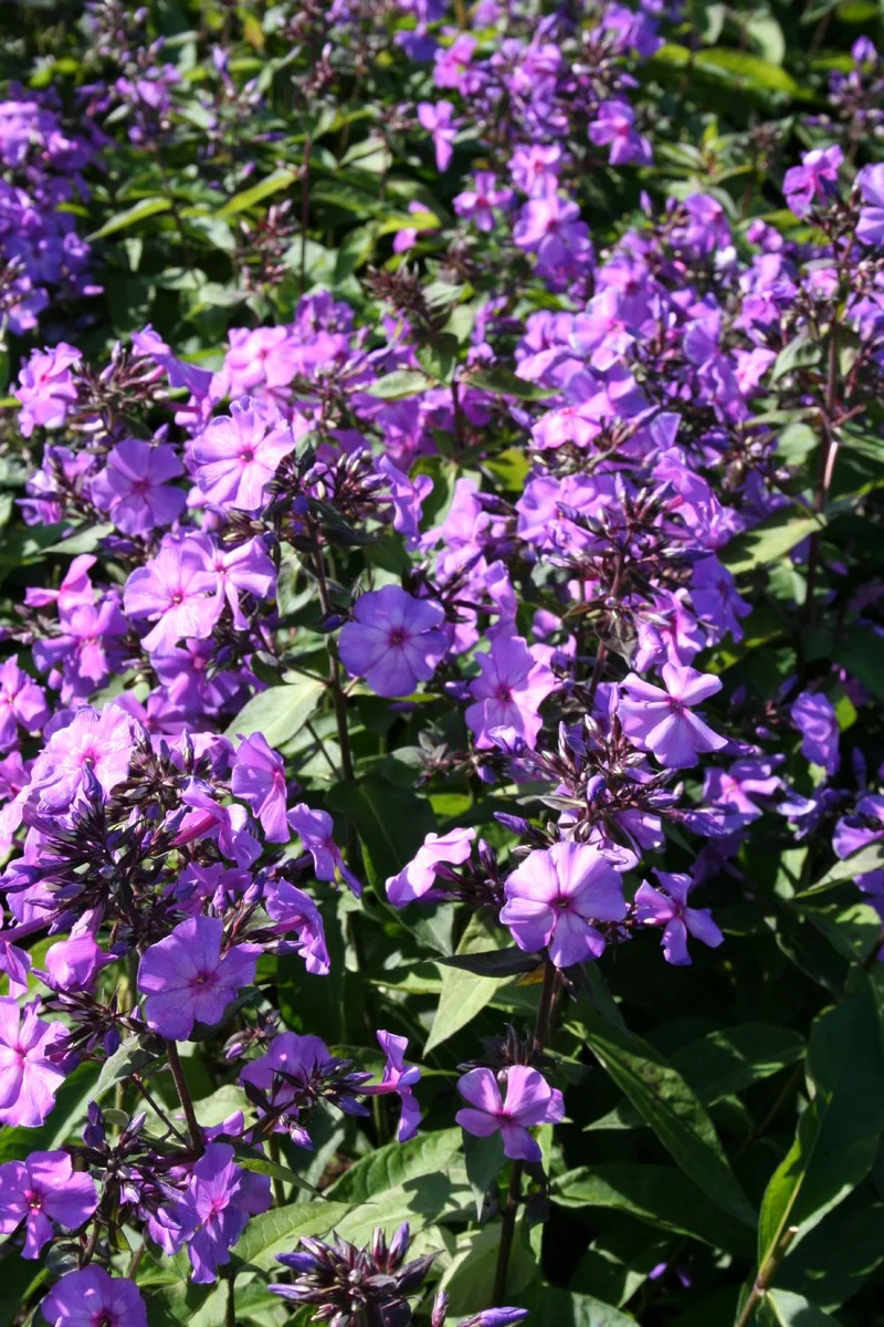 Phlox paniculata 'Blue Paradise' (Flammenblume)
