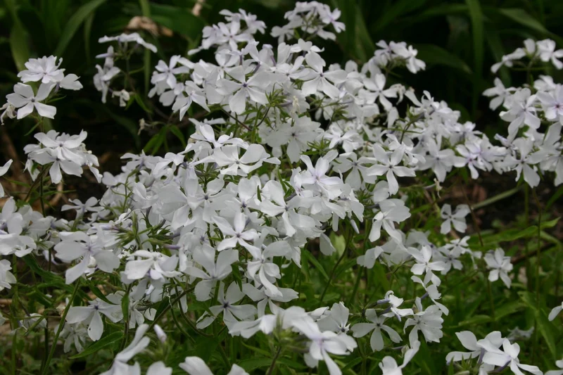 Phlox divaricata 'May Breeze' (Flammenblume | Waldphlox)