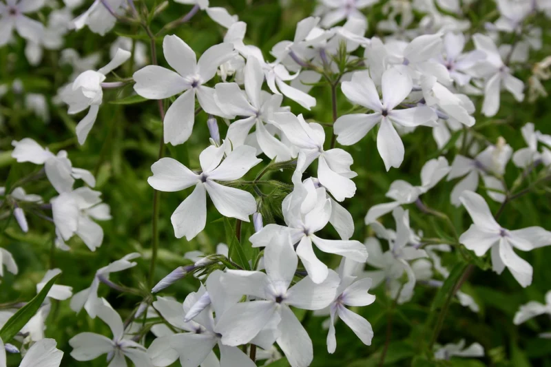Phlox divaricata 'May Breeze' (Flammenblume | Waldphlox)