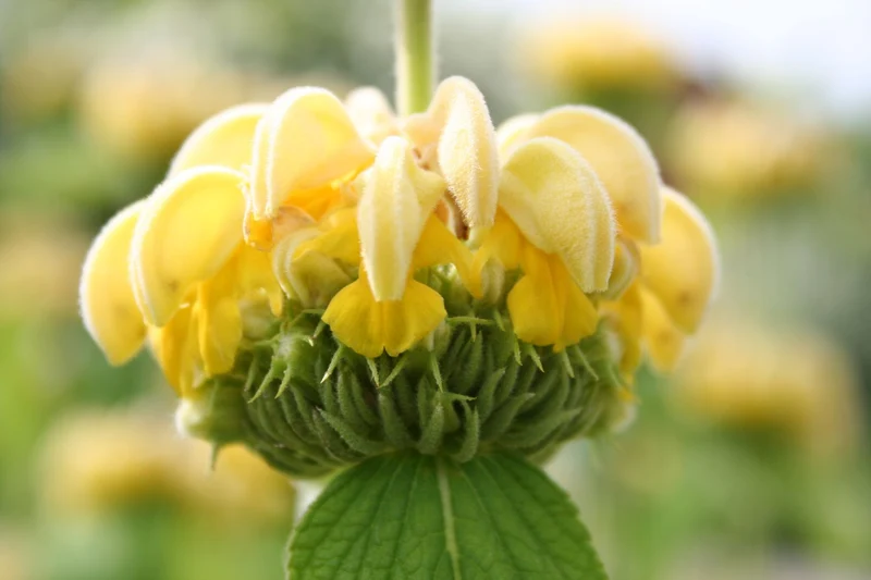 Phlomis russeliana (Syrisches Brandkraut)
