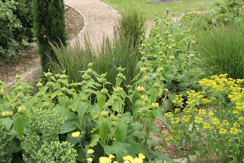Phlomis russeliana (Syrisches Brandkraut)