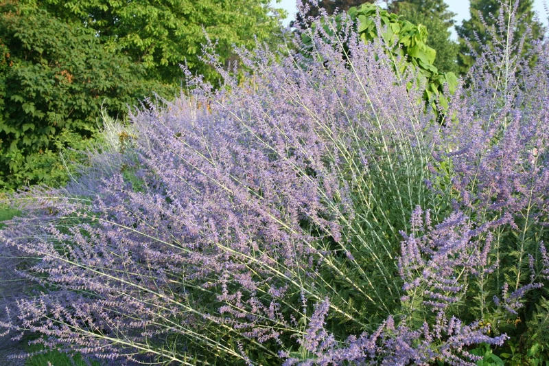 Perovskia x superba (Blauraute)