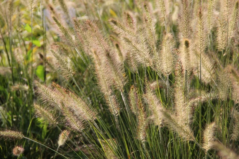 Pennisetum alopecuroides 'Hameln' (Federborstengras | Lampenputzergras)