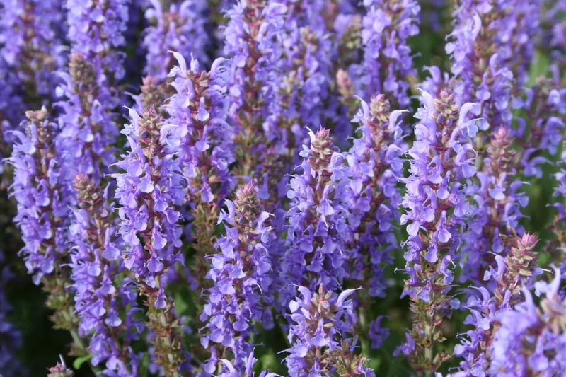 Salvia nemorosa 'Blauhügel' (Ziersalbei)