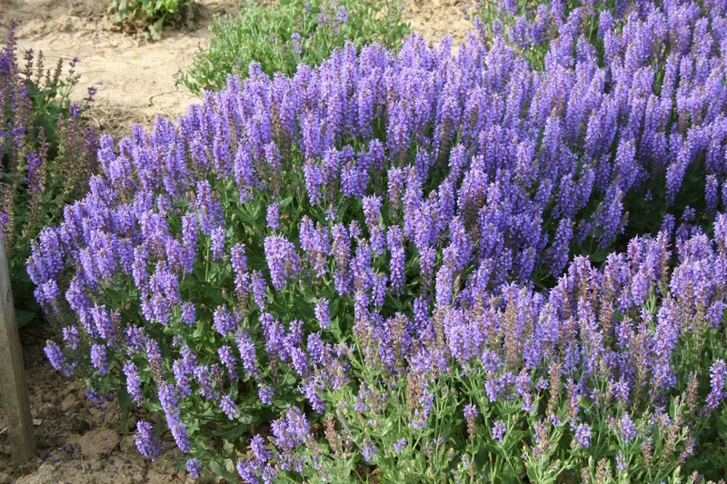 Salvia nemorosa 'Blauhügel' (Ziersalbei)