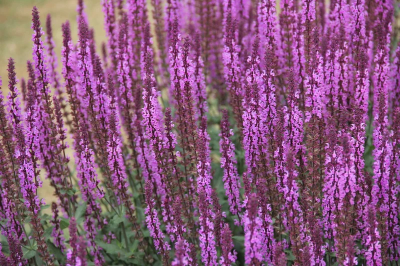 Salvia nemorosa 'Amethyst' (Ziersalbei)