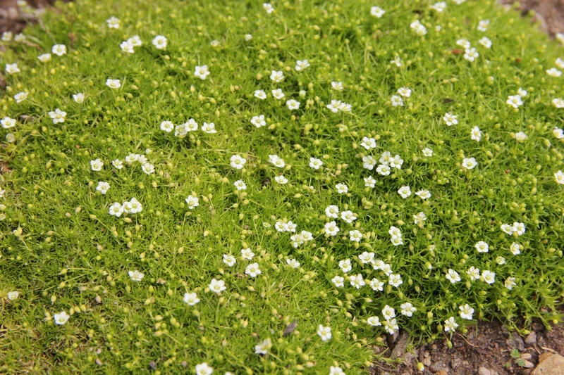 Sagina subulata 'Aurea' (Gelbblättriges Garten-Mastkraut)